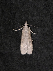 Lamoria anella