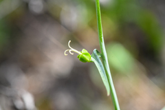 Fritillaria viridea