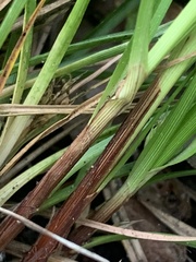 Carex microrhyncha