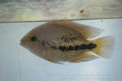 Twoband Cichlid photo 3