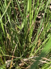 Carex microrhyncha