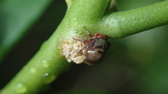 Tragopini