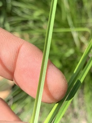 Carex microrhyncha