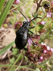 Arima marginata