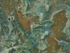 Parablennius marmoreus