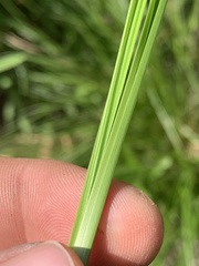 Carex microrhyncha