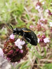 Arima marginata
