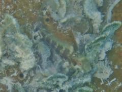 Parablennius marmoreus