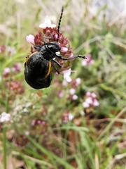Arima marginata