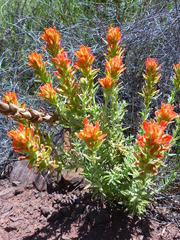 Castilleja foliolosa