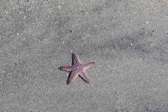 Astropecten duplicatus