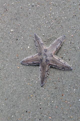 Astropecten duplicatus