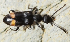 Microhoria