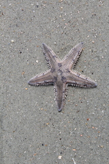 Astropecten duplicatus