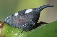 Enchenopa lanceolata