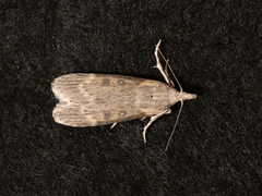 Lamoria anella