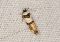 Macrobathra euryleuca