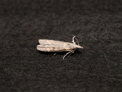 Lamoria anella