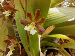 Prosthechea varicosa