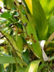 Prosthechea varicosa