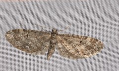 Eupithecia annulata