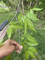 Celtis laevigata