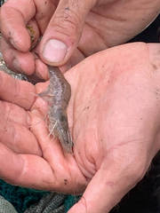 Penaeus aztecus