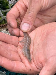Penaeus aztecus