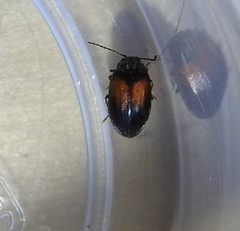 Herthania concinna