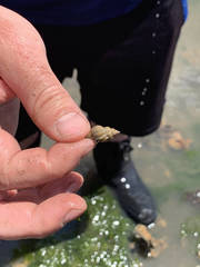 Urosalpinx cinerea image