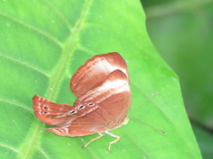 Abisara saturata kausambioides
