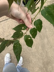 Carya illinoinensis