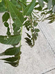 Carya illinoinensis