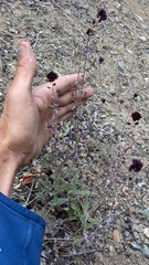 Streptanthus insignis