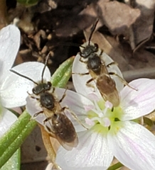 Andrena erigeniae