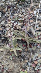 Streptanthus insignis