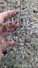 Streptanthus insignis