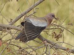 Streptopelia senegalensis