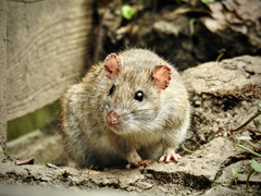 Rattus norvegicus