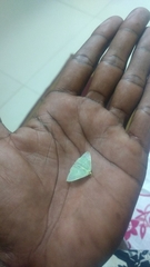 Lepidoptera