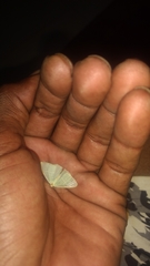 Lepidoptera