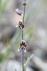 Streptanthus insignis