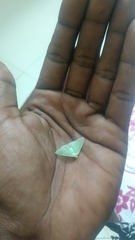 Lepidoptera