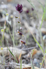 Streptanthus insignis