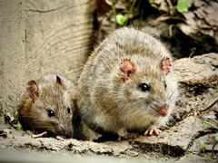 Rattus norvegicus