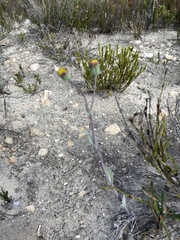 Othonna digitata