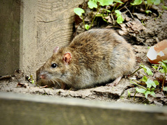 Rattus norvegicus
