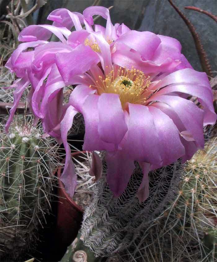 Echinocereus bristolii
