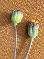 Othonna digitata