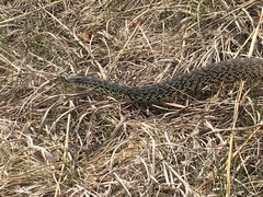 Pituophis catenifer
